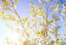 Supporting Education: The Critical Need for Strong Advocates news-29082024-230459