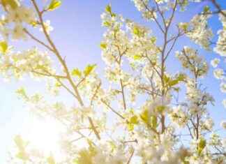 Supporting Education: The Critical Need for Strong Advocates news-29082024-230459