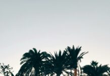 Palm Beach School Calendar: Essential Dates You Can’t Miss