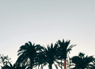 Palm Beach School Calendar: Essential Dates You Can’t Miss