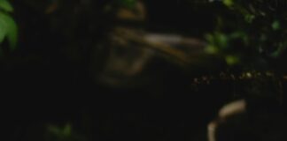 East Jackson School Lunch Menu: Delicious Options You Can’t Miss