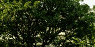 Driving School Bus Secrets: How To Master Safe And Confident Driving