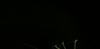 Locust Grove High School Secrets: What Makes It Stand Out?