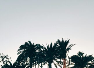 Palm Beach School Calendar: Ultimate Guide To Key Dates & Events