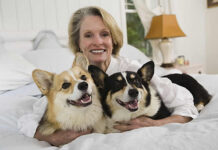 dog bed, dog beds, large dog beds, best dog beds, outdoor dog beds, orthopedic dog beds, chew proof dog bed, raised dog bed, cooling dog bed