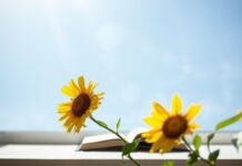 The Impact of Sunlight Exposure on Learning and Academic Performance